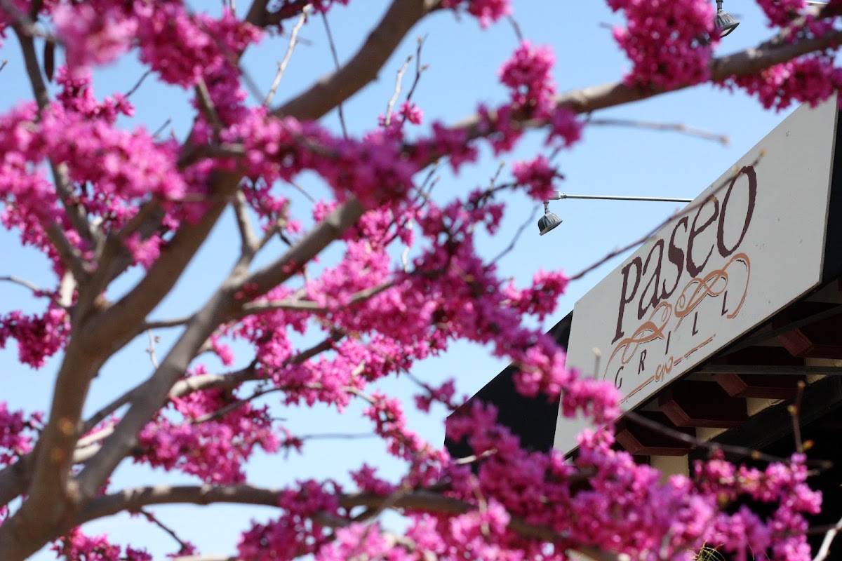 Paseo Grill photo 4